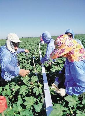 棉田环保新思路 新疆农垦科学院推动害虫天敌培育，减少农药使用