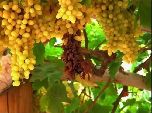 新疆绿香妃葡萄干与纸皮核桃 纯天然绿色食品的健康魅力