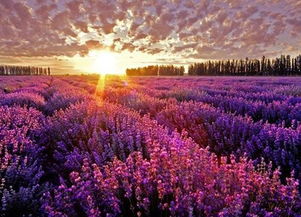 新疆伊犁 自然美景引瞩目，环保挑战需共担