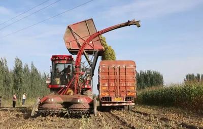 新疆阿瓦提县 秸秆青贮助力增收环保双赢